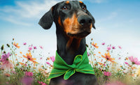 color-Green