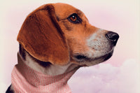 color-pink-dot